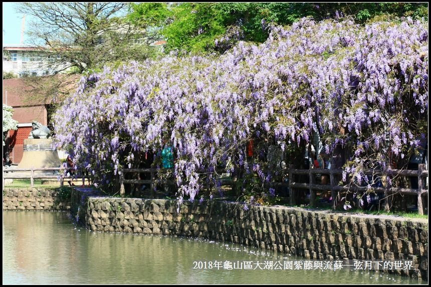 2018年龜山大湖公園紫藤流蘇 (22).jpg