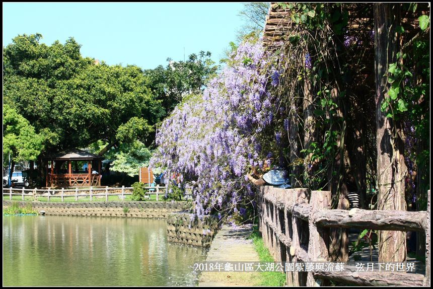 2018年龜山大湖公園紫藤流蘇 (23).jpg