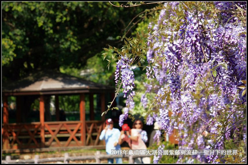 2018年龜山大湖公園紫藤流蘇 (24).jpg