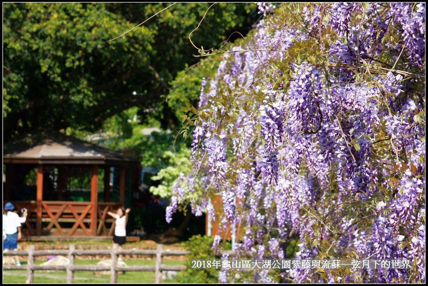 2018年龜山大湖公園紫藤流蘇 (25).jpg