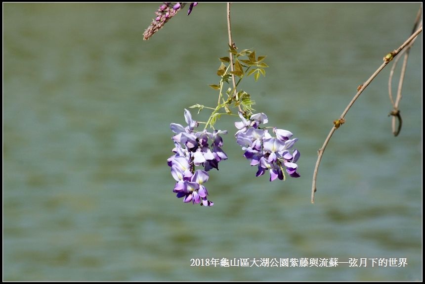 2018年龜山大湖公園紫藤流蘇 (27).jpg