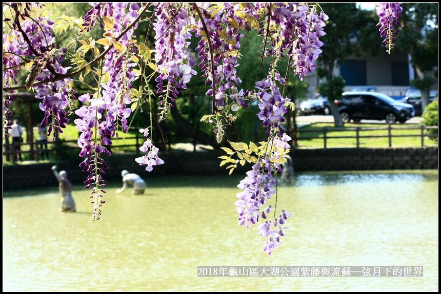 2018年龜山大湖公園紫藤流蘇 (32).jpg