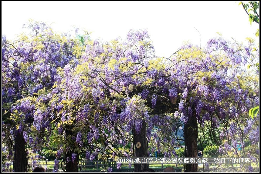 2018年龜山大湖公園紫藤流蘇 (37).jpg