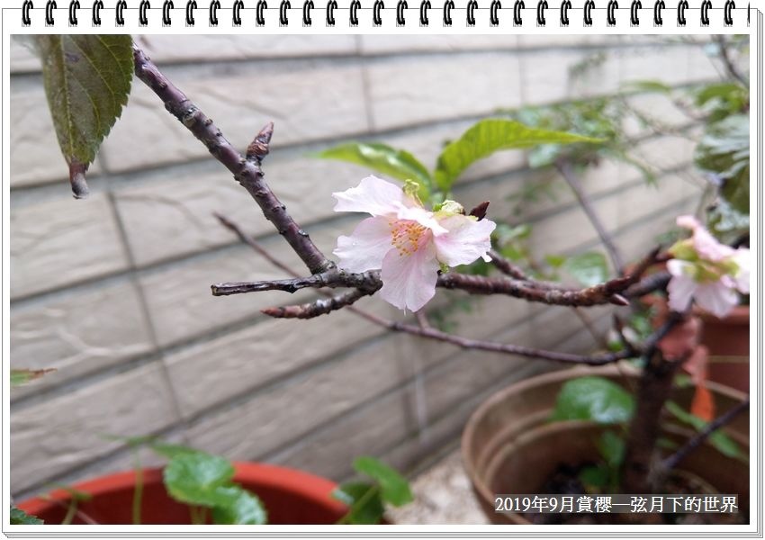 2019年自宅賞櫻花 (4).jpg