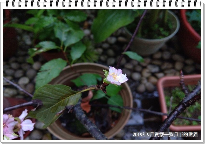 2019年自宅賞櫻花 (10).jpg