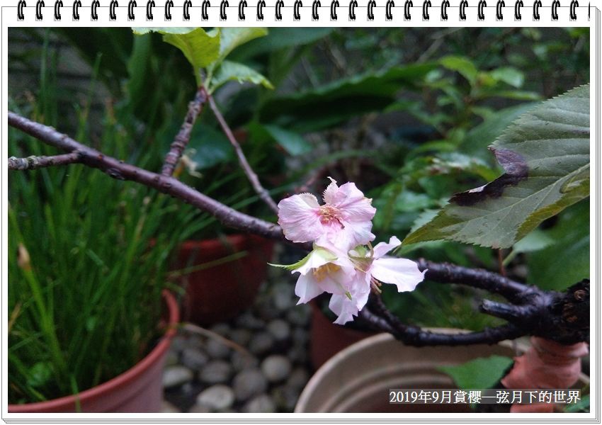 2019年自宅賞櫻花 (9).jpg