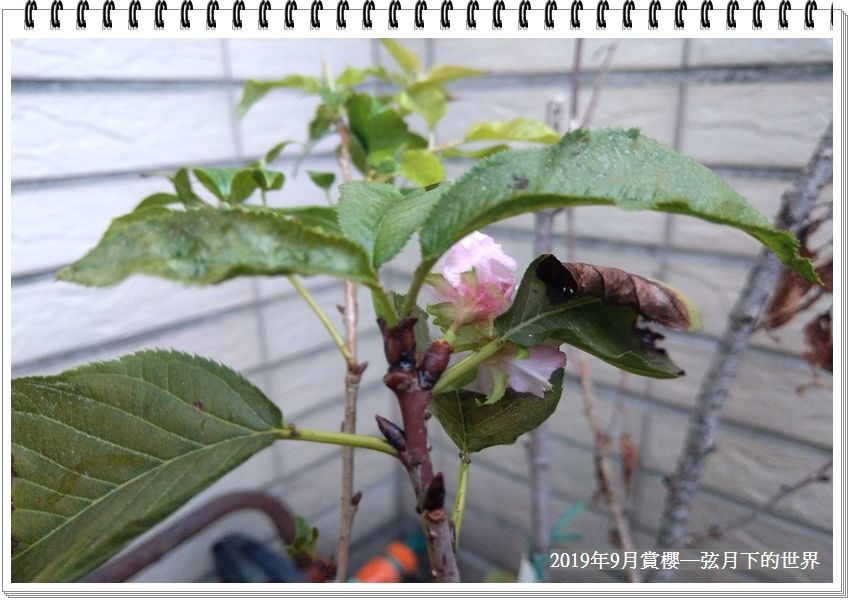 2019年自宅賞櫻花 (7).jpg