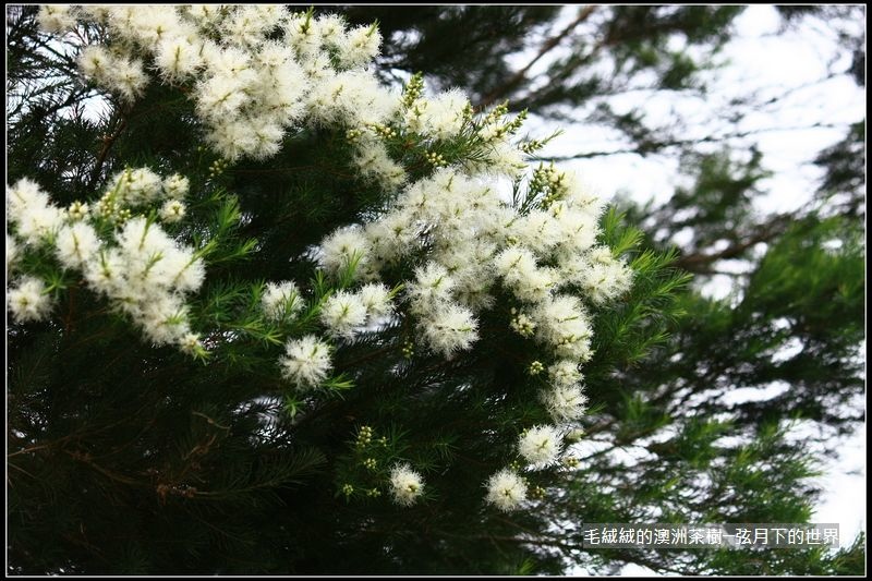 澳洲茶樹 (8).jpg