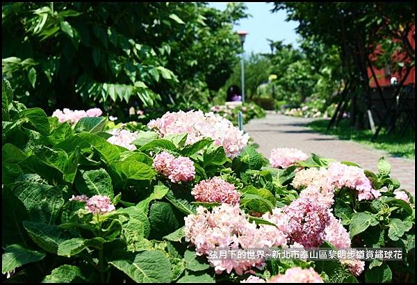 2018年泰山區黎明步道賞花 (26).jpg