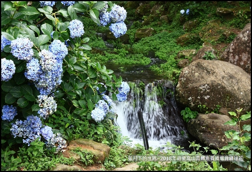 2018年6月26日高山青鱒魚養殖場賞花 (5).jpg