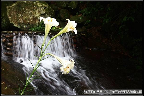 2018年7月13日三義野百合 (56).jpg