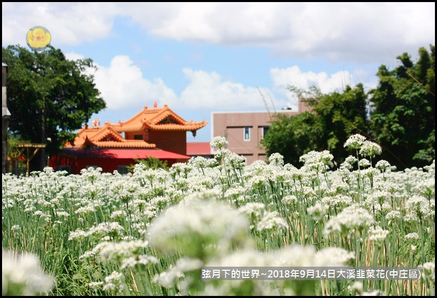 2018年9月14日大溪韭菜-中庄區 (6).jpg