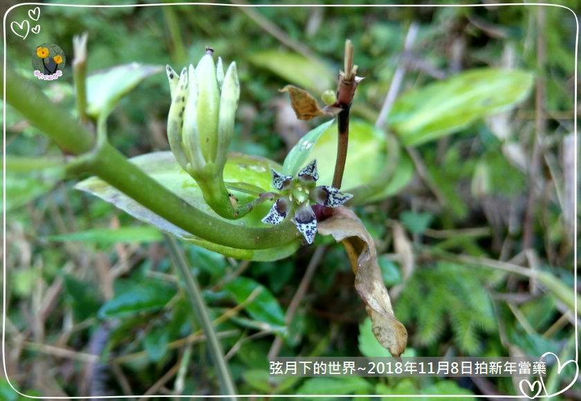 2018年11月8日再拍新店當藥 (1).jpg