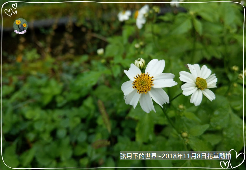 2018年11月8日東眼山花草隨拍 (7).jpg