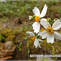 2018年11月8日東眼山花草隨拍 (20).jpg
