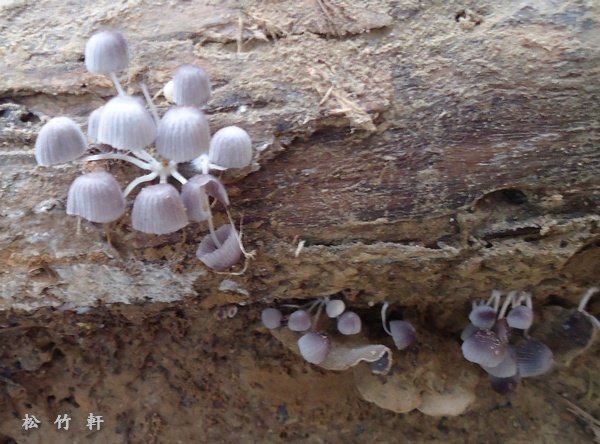 76BCxnxzGlynULBKiSqEwQ