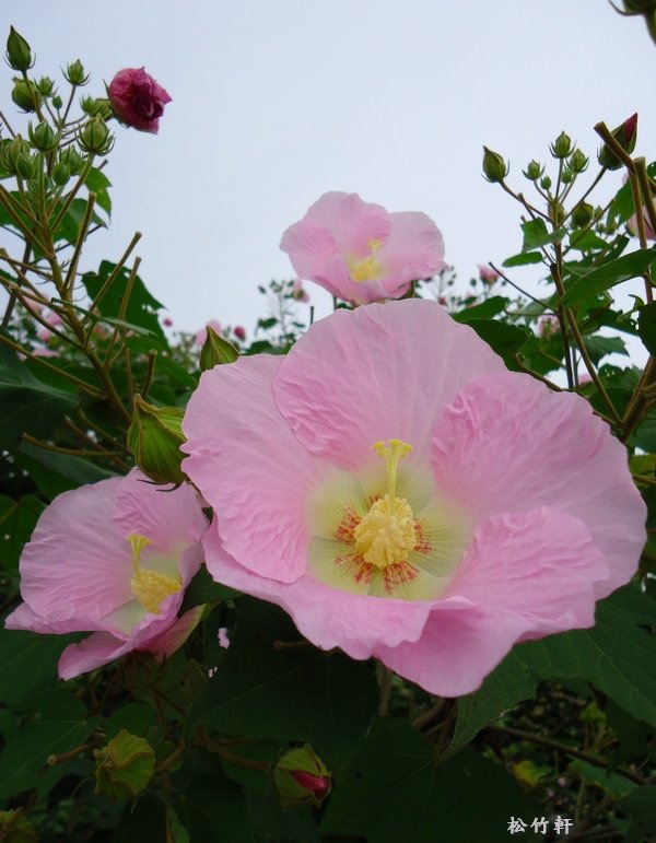 木芙蓉 木芙蓉