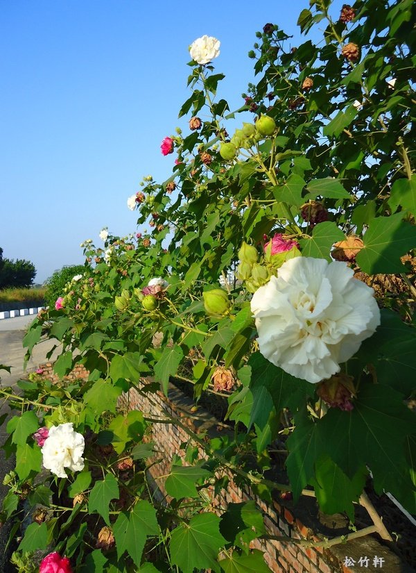 重瓣山芙蓉