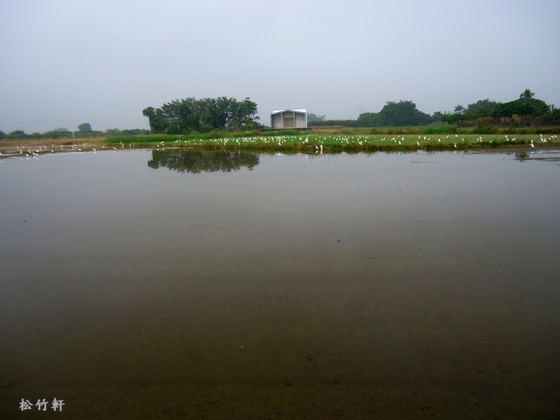 白鷺鷥 白鷺鷥