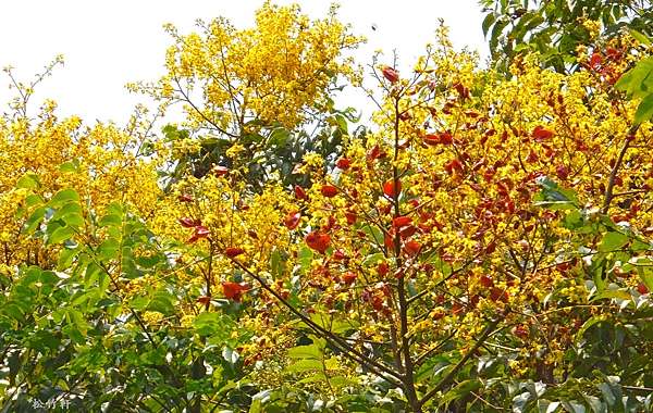 台灣欒樹 松竹軒的藝境 痞客邦