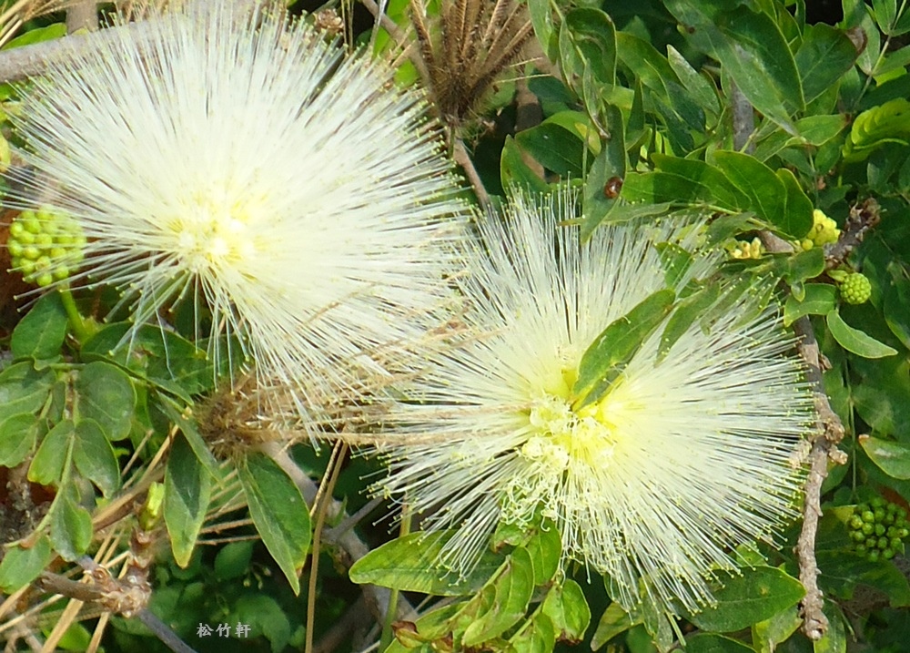 紅粉撲 香水合歡 美洲合歡 白絨球 松竹軒的藝境 痞客邦