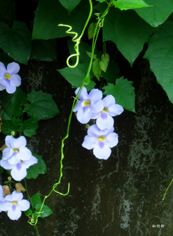 大鄧伯花與立鶴花 松竹軒的藝境 隨意窩xuite日誌