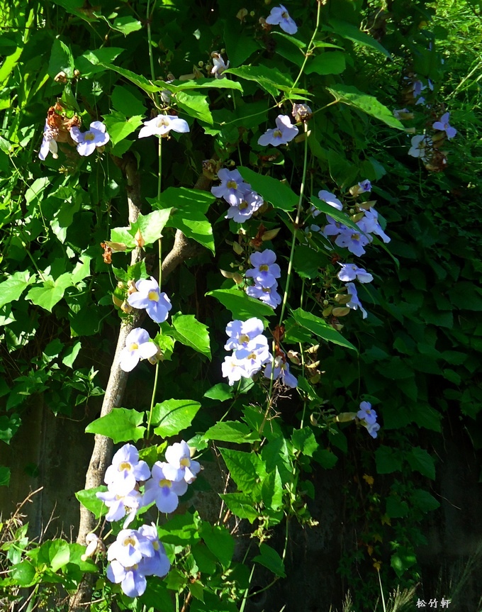 大鄧伯花與立鶴花 松竹軒的藝境 隨意窩xuite日誌