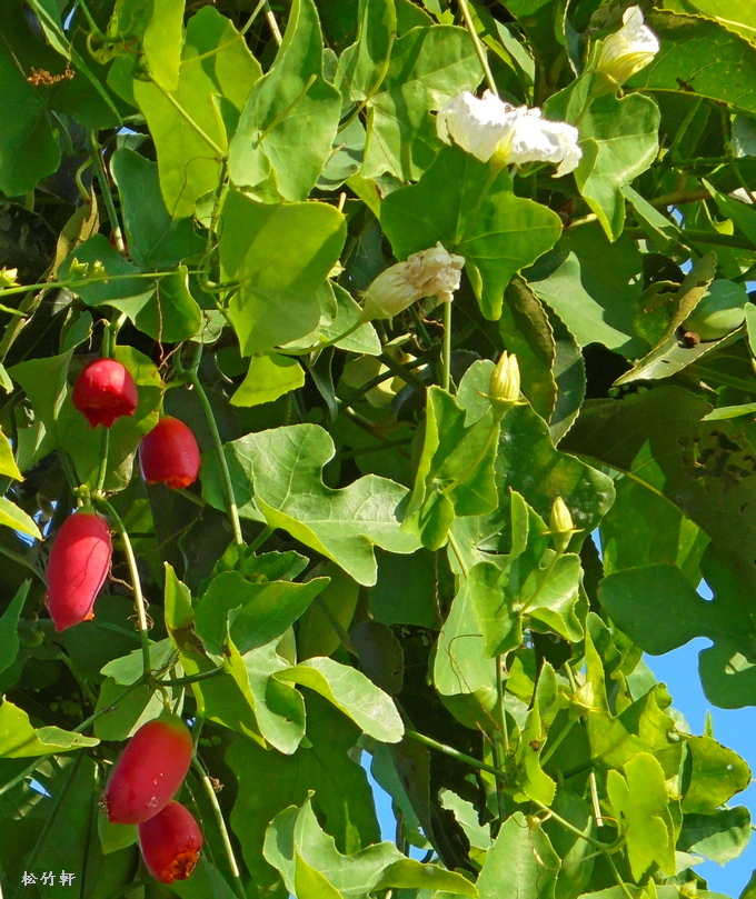 紅瓜(鳳鬚菜) 紅瓜(鳳鬚菜)