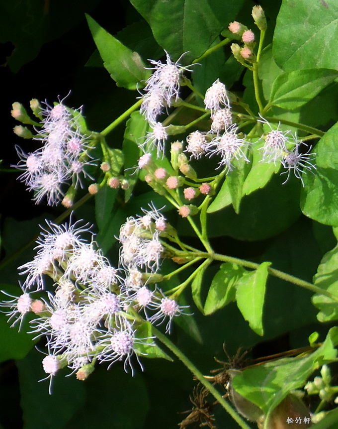 香澤蘭 紫花藿香薊 松竹軒的藝境 隨意窩xuite日誌