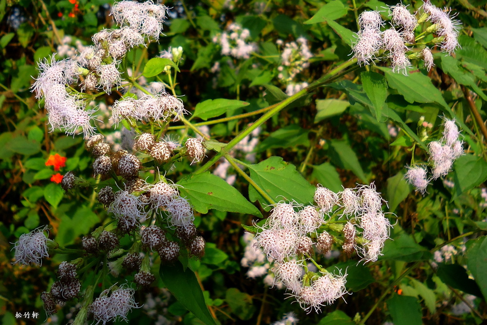 香澤蘭 紫花藿香薊 松竹軒的藝境 痞客邦