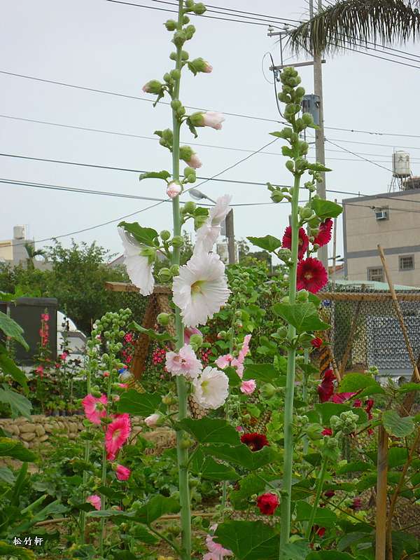 蜀葵 松竹軒的藝境 痞客邦