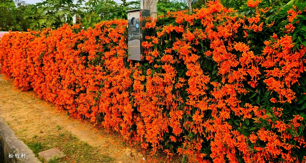 炮仗花開迎春來