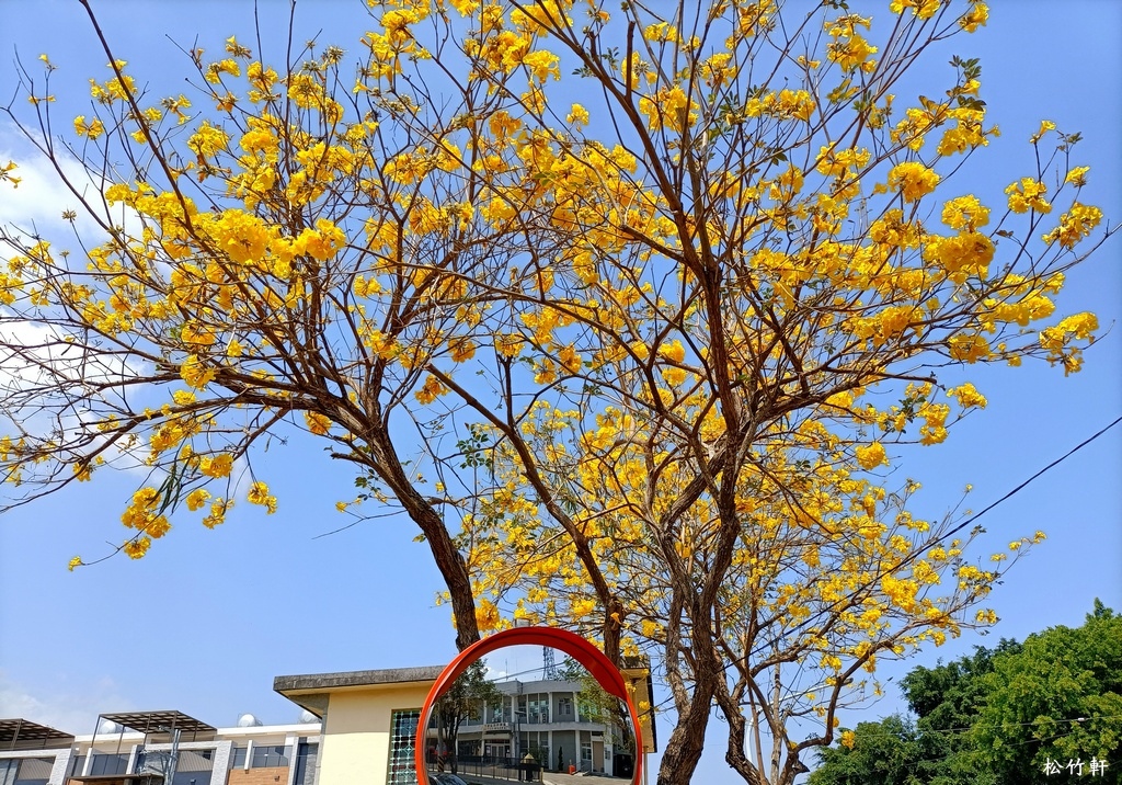 黃花風鈴木