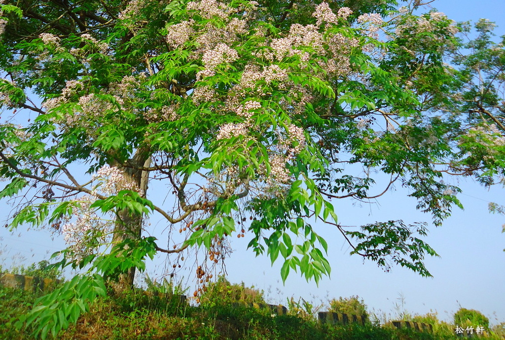 苦楝花開