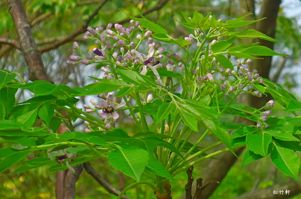 苦楝花開