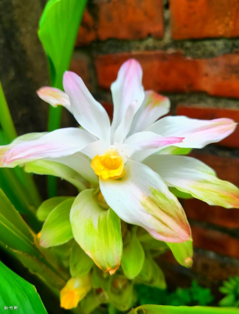 薑黃花開秋日妍