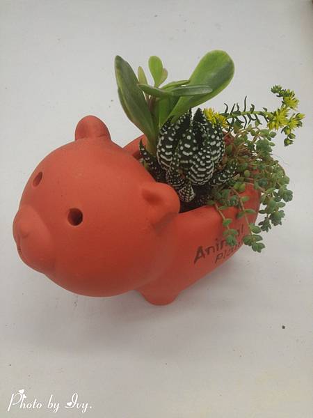 20150424肉肉植物 20150424肉肉植物