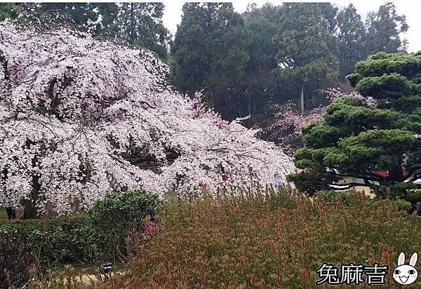 醍醐寺 (62).jpg