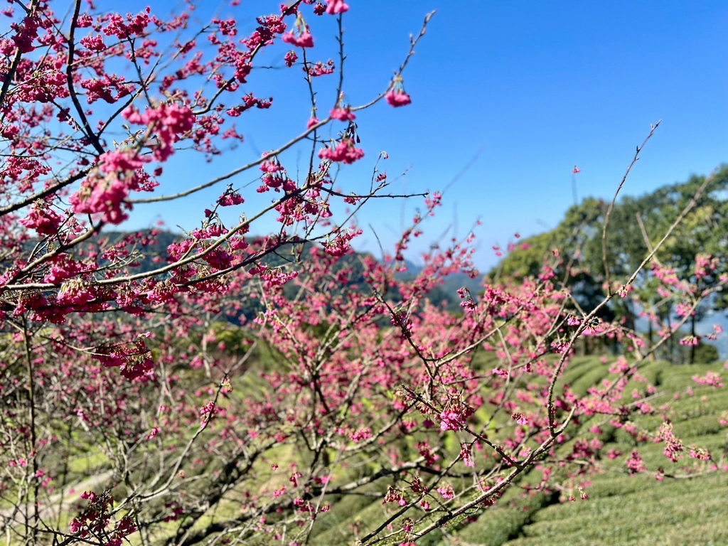 和煦熊空_240320_16.jpg