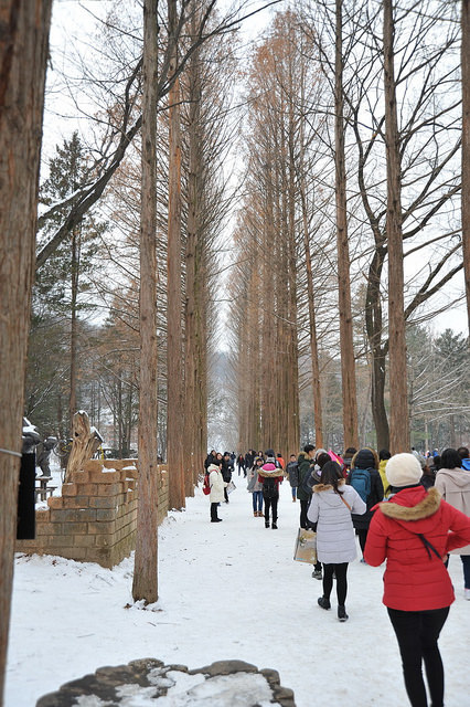 韓國-南怡島-賞雪-水杉路