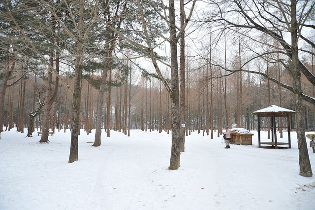 韓國-南怡島-賞雪-水杉家族庭園