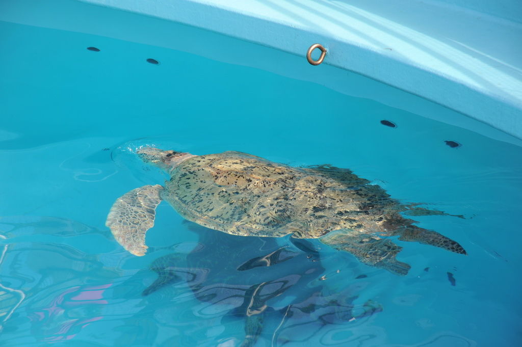 Okinawa-沖繩-自駕-美麗海水族館-04