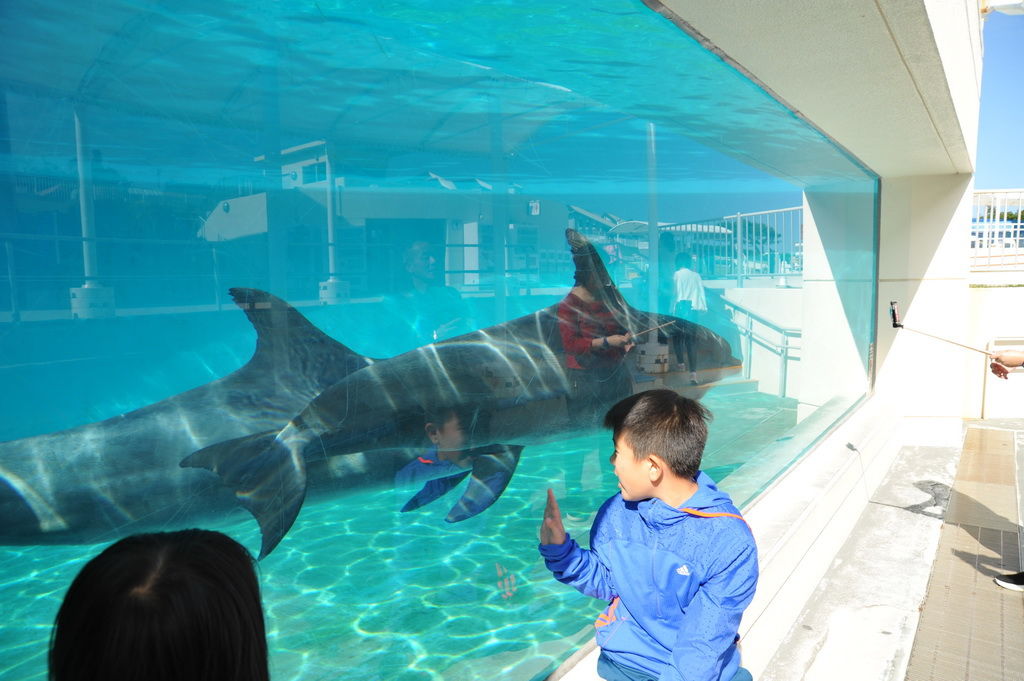 Okinawa-沖繩-自駕-美麗海水族館-海豚