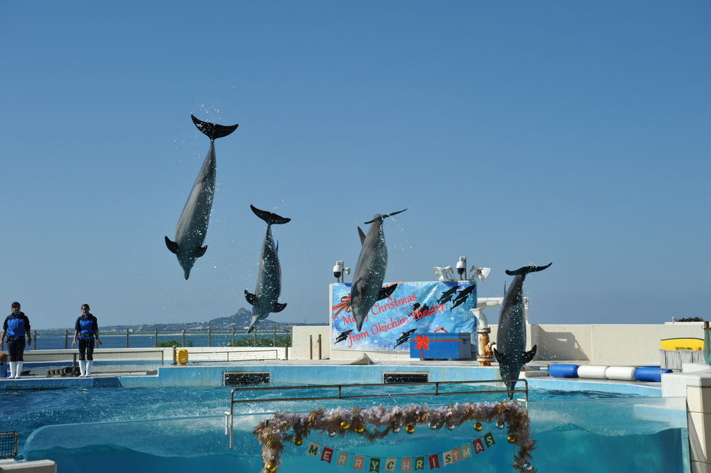 Okinawa-沖繩-自駕-美麗海水族館-海豚劇場-瓶鼻海豚