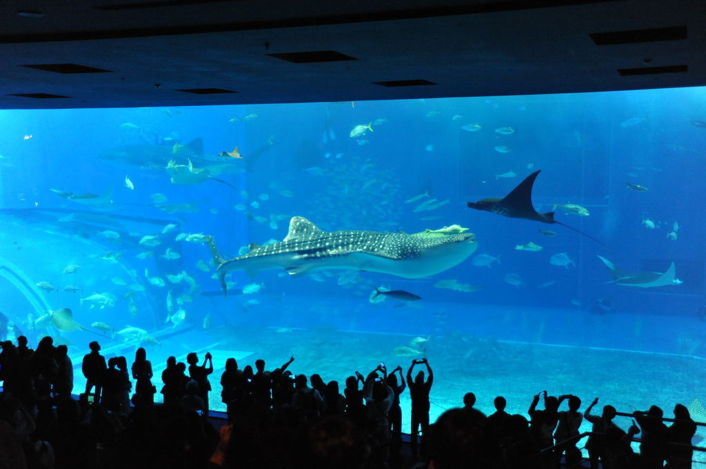 Okinawa-沖繩-自駕-美麗海水族館-黑潮之海-鯨鯊