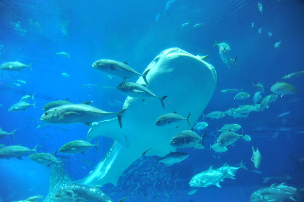 Okinawa-沖繩-自駕-美麗海水族館-黑潮之海-鯨鯊