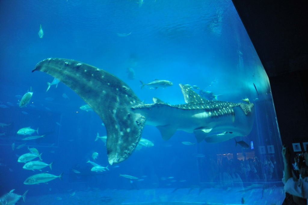 Okinawa-沖繩-自駕-美麗海水族館-黑潮之海-鯨鯊