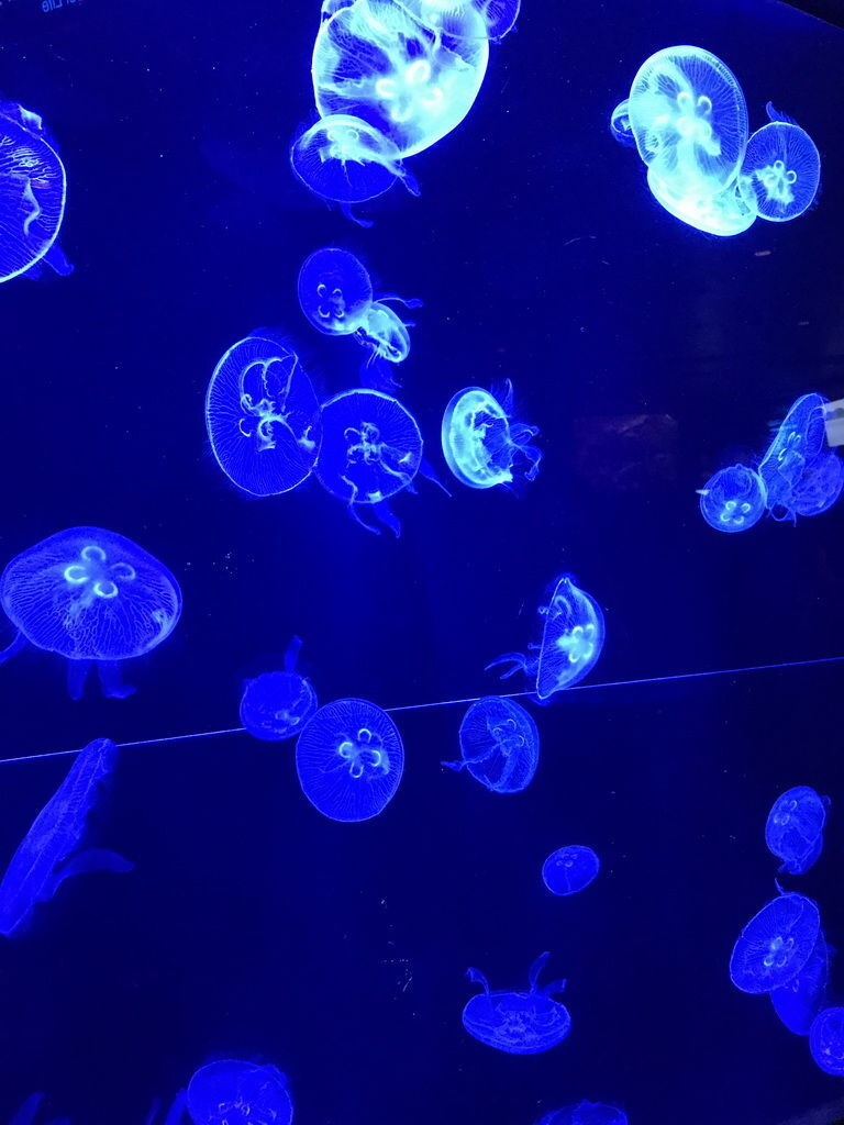 Okinawa-沖繩-自駕-美麗海水族館-水母