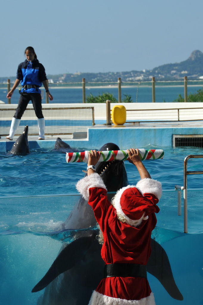 Okinawa-沖繩-自駕-美麗海水族館-偽虎鯨