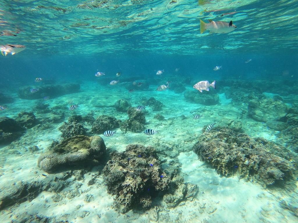 Okinawa-沖繩-自駕-浮潛-真榮田岬-07